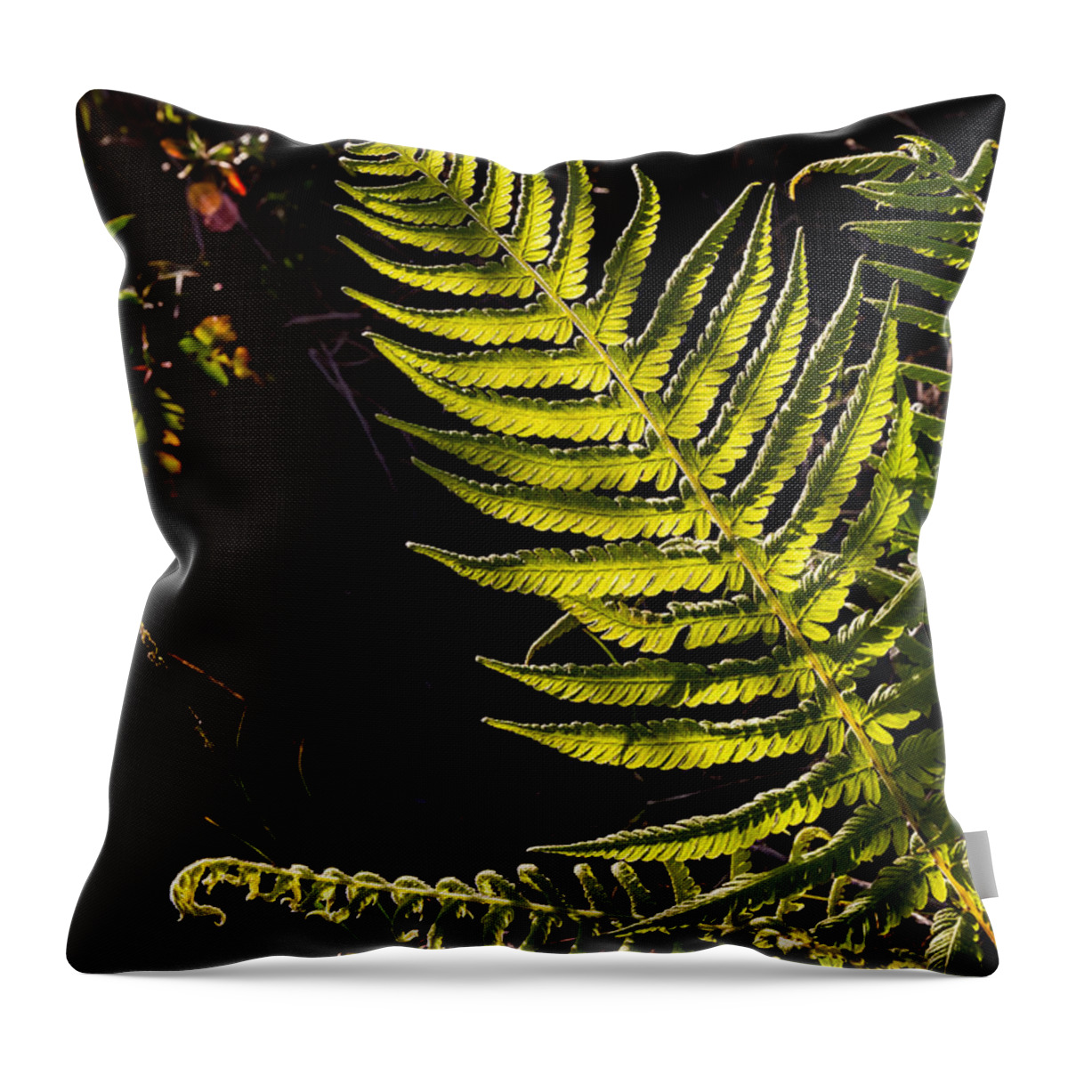 Beautiful Throw Pillow featuring the photograph Sunlit Fern by Ed Gleichman