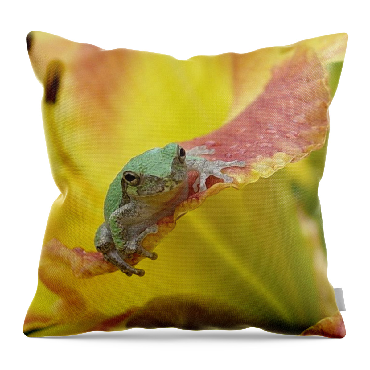 Tree Frog Throw Pillow featuring the photograph Sunning in a Day Lily by Carol Berning