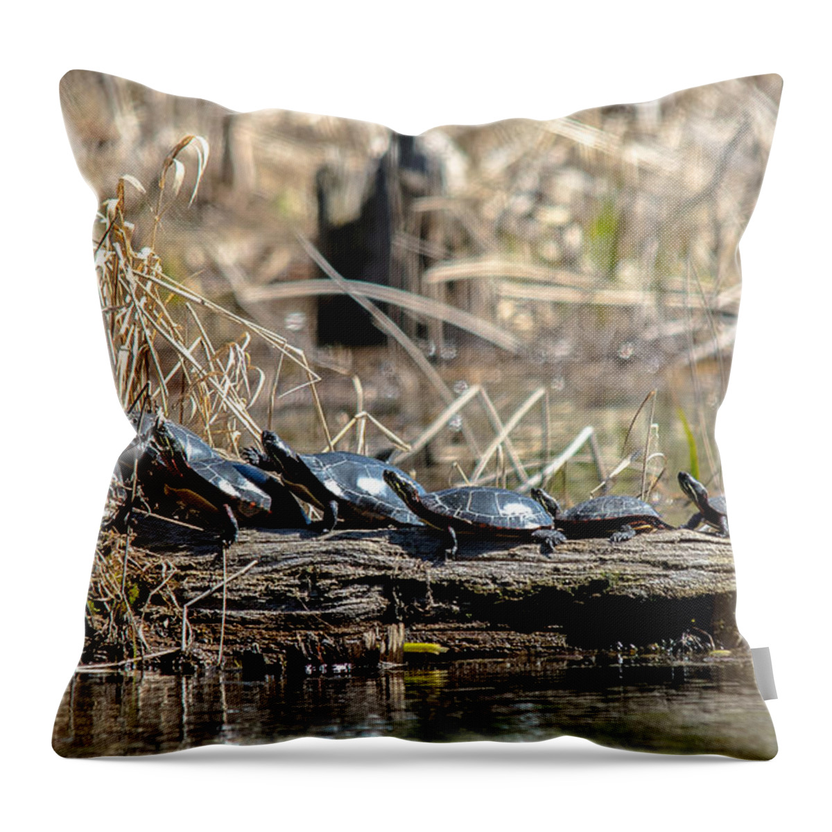 Painted Turtles Throw Pillow featuring the photograph Sunning Turtles by Cheryl Baxter