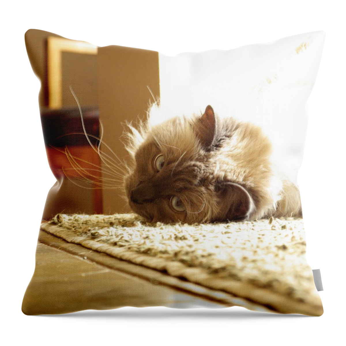 Cat Throw Pillow featuring the photograph Sunny Jack by Cindy Johnston
