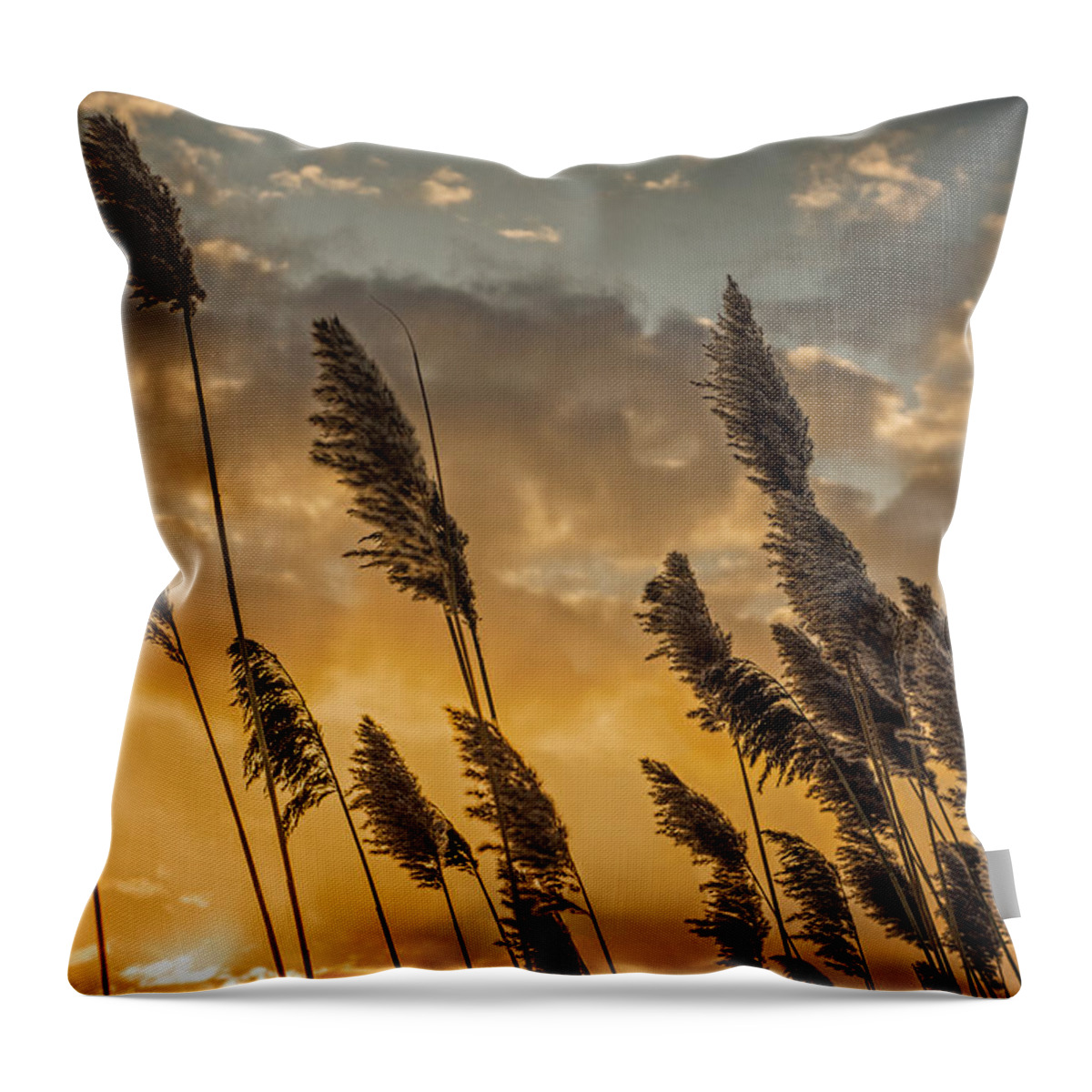 Landscape Throw Pillow featuring the photograph Sunrise reeds by Chris Bordeleau
