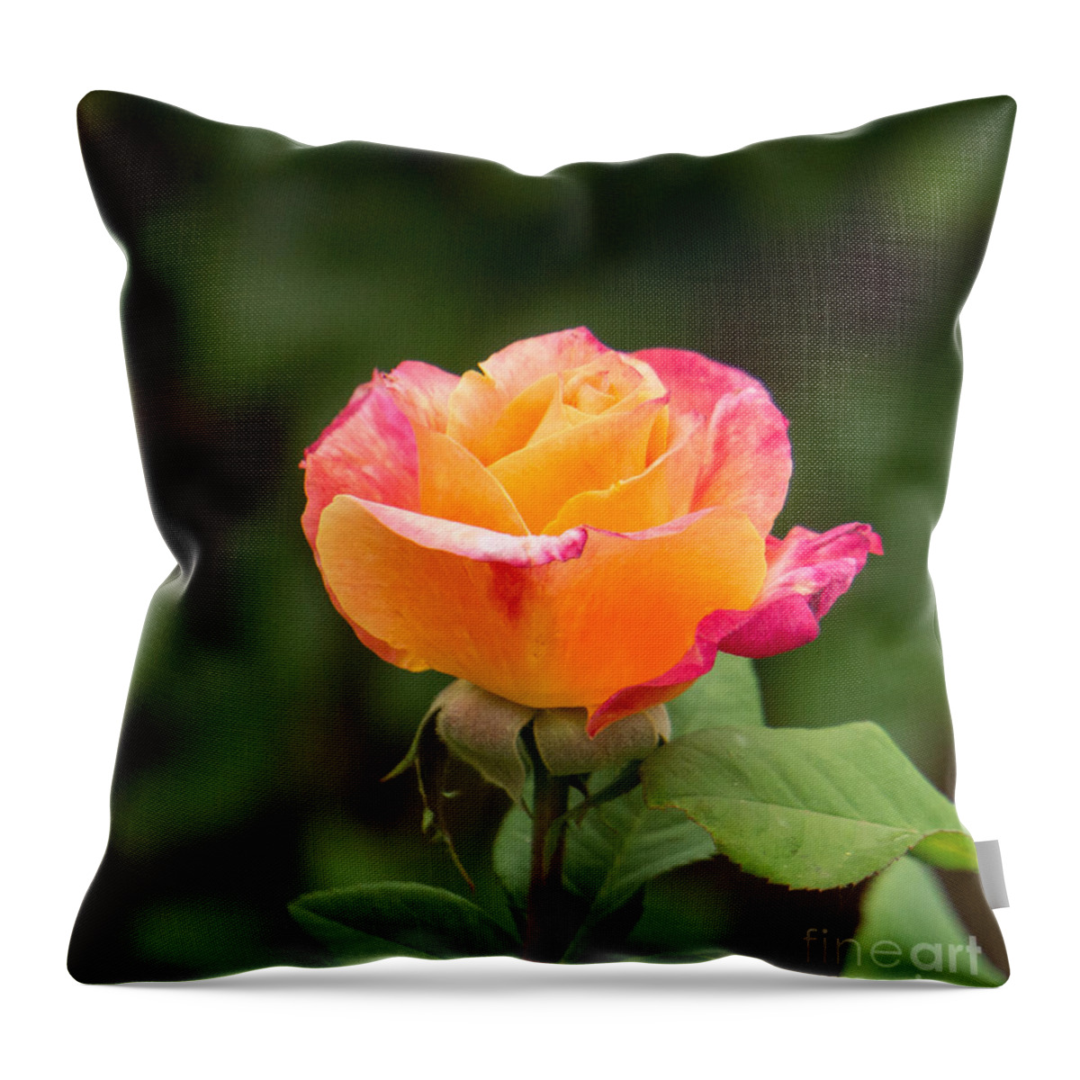 Rose Throw Pillow featuring the photograph Sunset Rose by Weir Here And There
