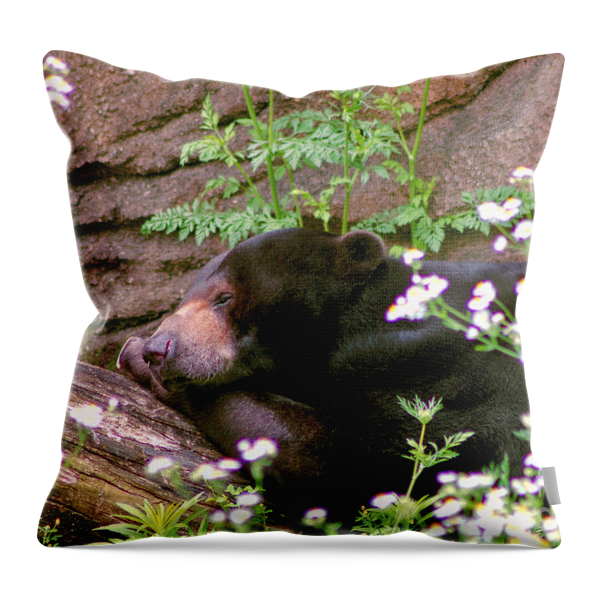 Wildlife Throw Pillow featuring the photograph Sunshine Bear by Adam Olsen