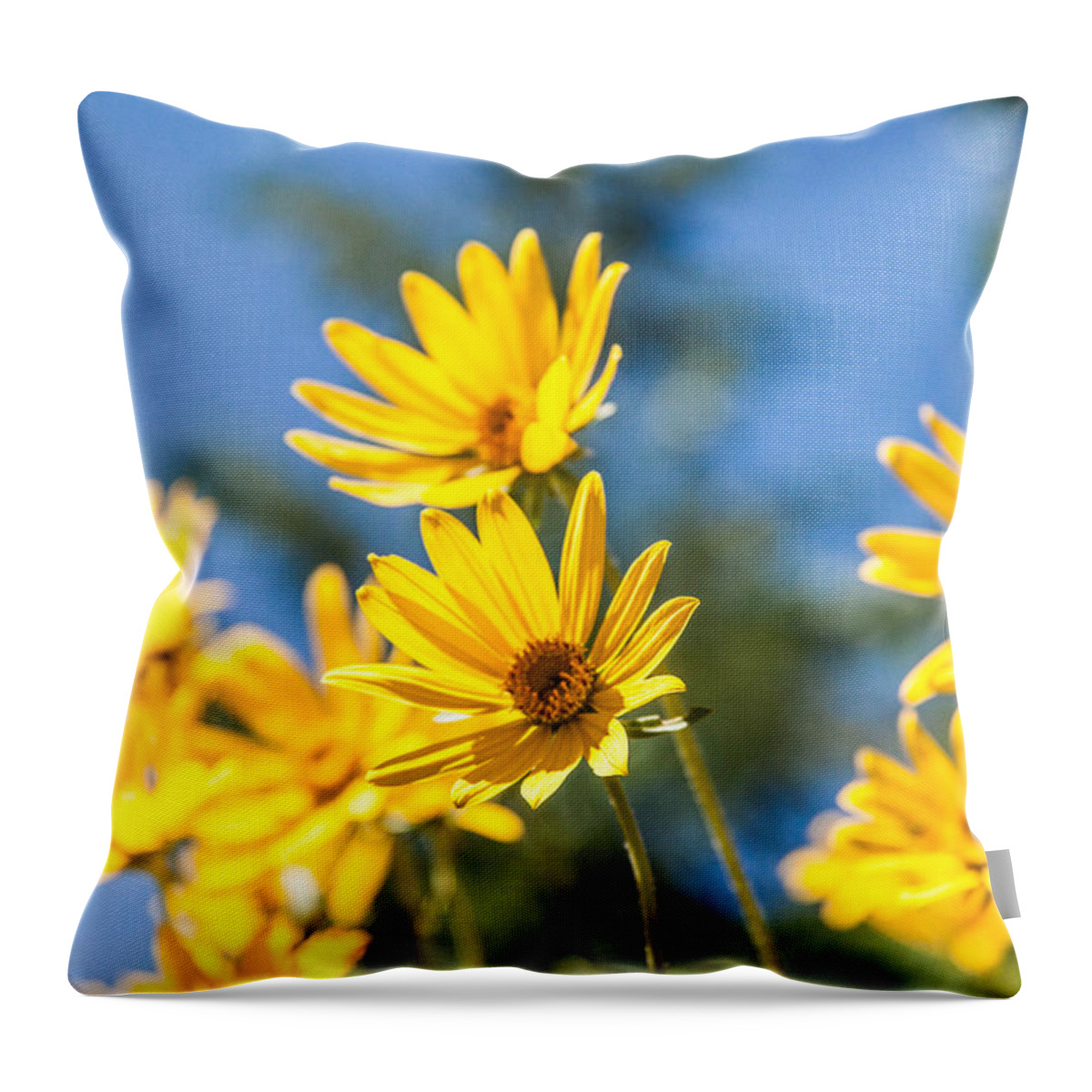 Flowers Throw Pillow featuring the photograph Sunshine by Chad Dutson