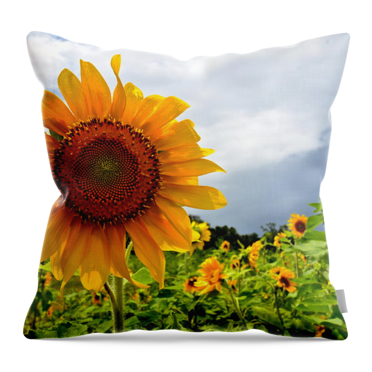 Landscape Throw Pillow featuring the Sunshine on a Cloudy Day by AnnaJo Vahle