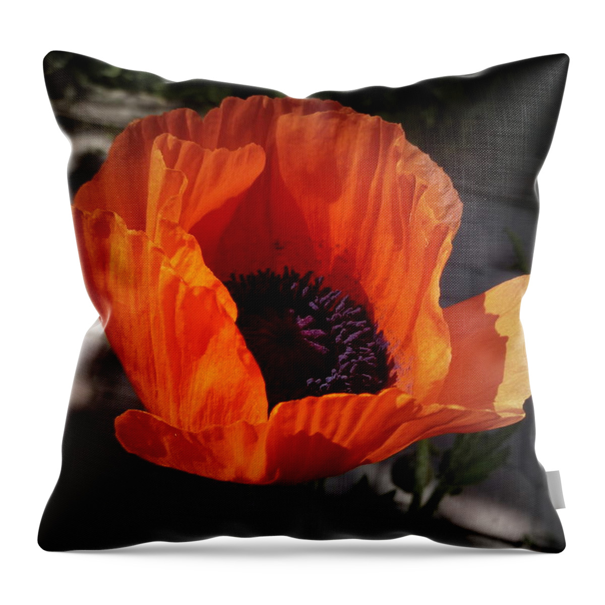 Background Throw Pillow featuring the photograph Sunshine Poppy by Lingfai Leung