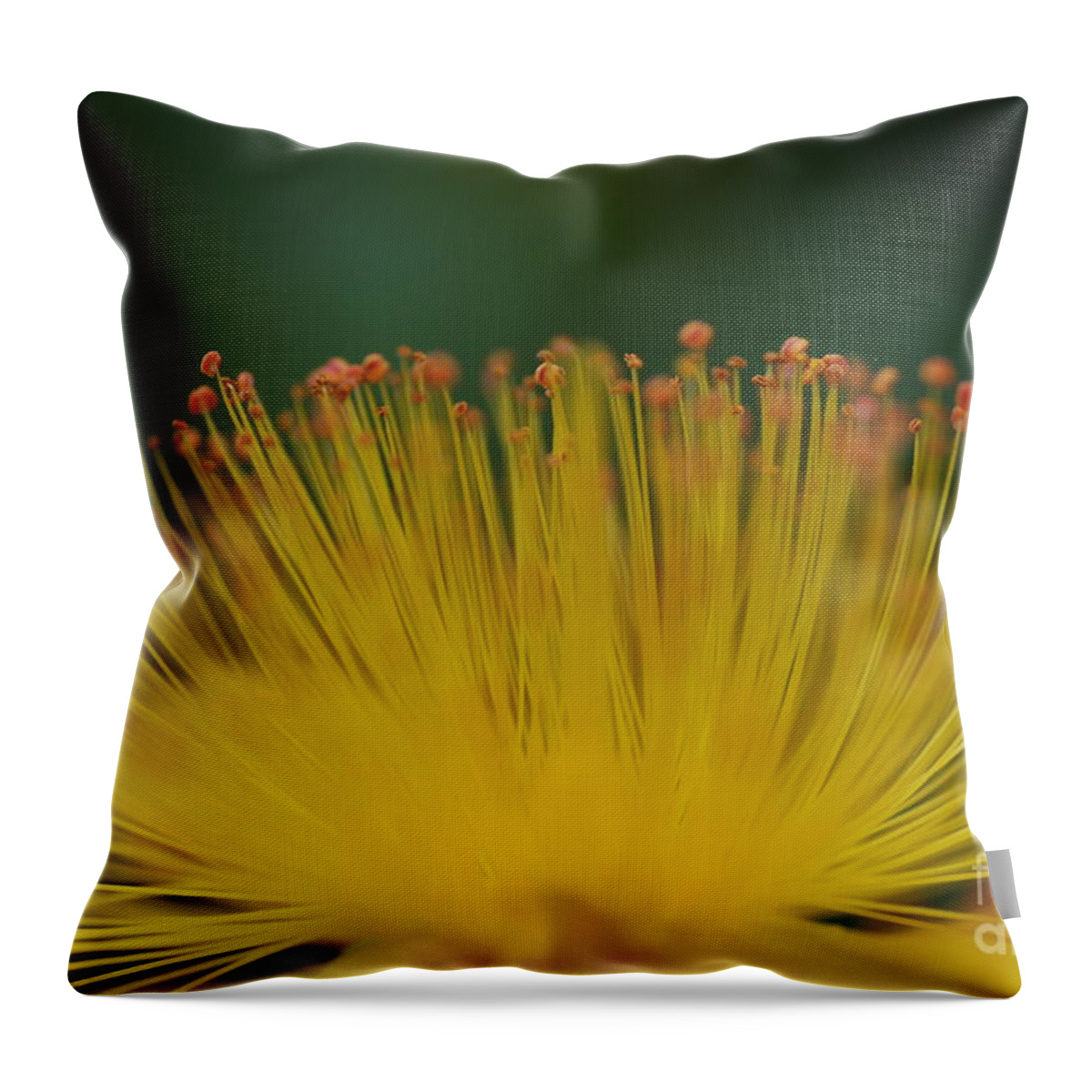 Flower Throw Pillow featuring the photograph Super-nova by Catherine Lau