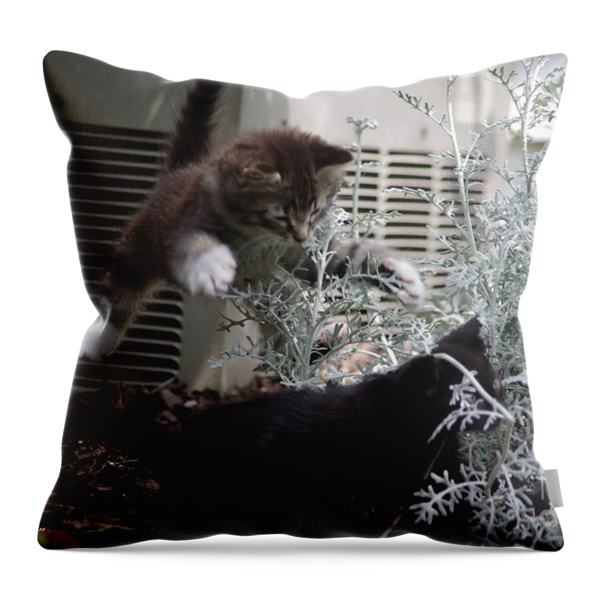 Kitten Throw Pillow featuring the photograph Surprise by Tannis Baldwin