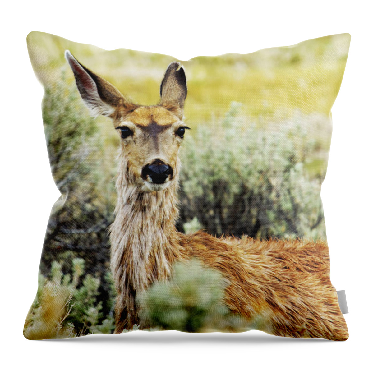 Mule Deer Throw Pillow featuring the photograph Surround Sound by Belinda Greb