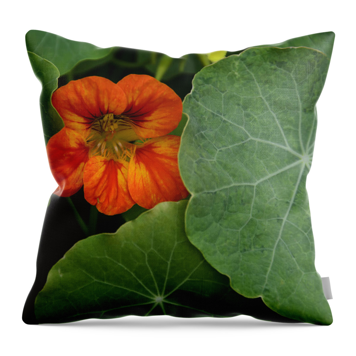 Flowers Throw Pillow featuring the photograph Surrounded by Penny Lisowski