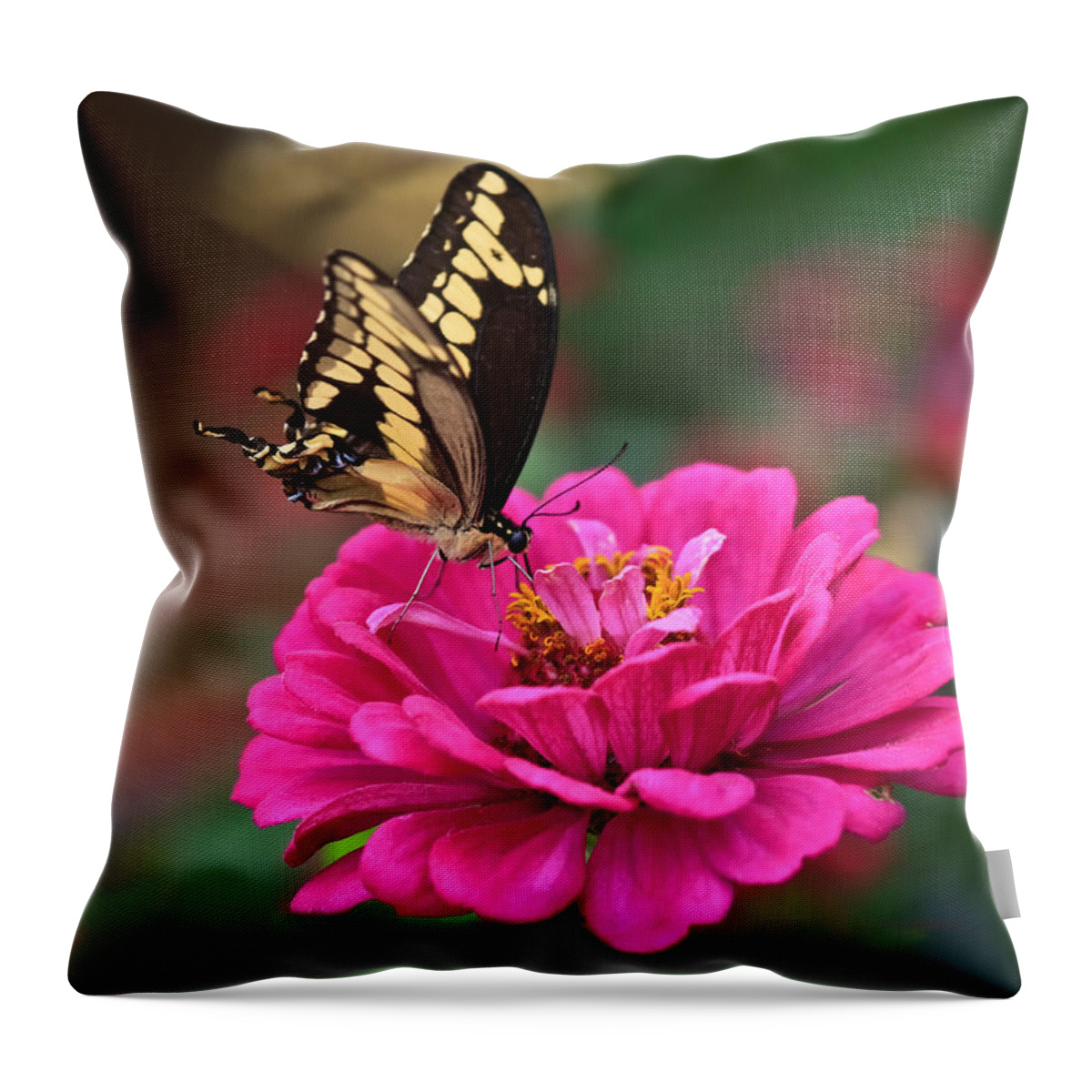 Swallowtail Throw Pillow featuring the photograph Swallowtail Butterfly by Beth Sargent