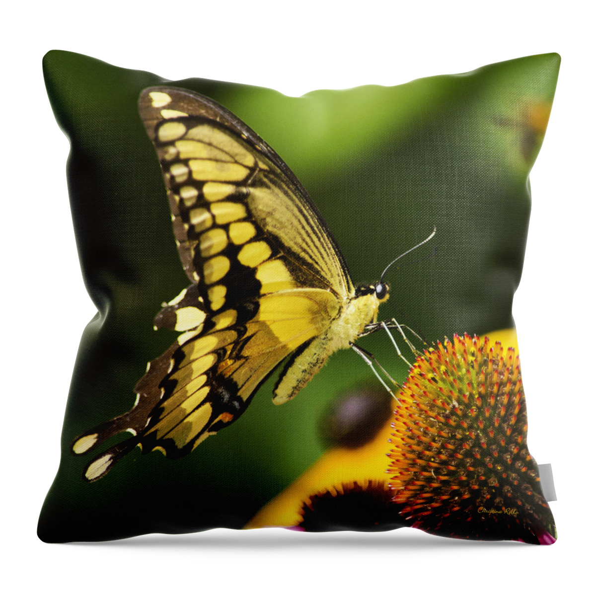 Giant Swallowtail Butterfly Throw Pillow featuring the photograph Swallowtail Butterfly Square by Christina Rollo