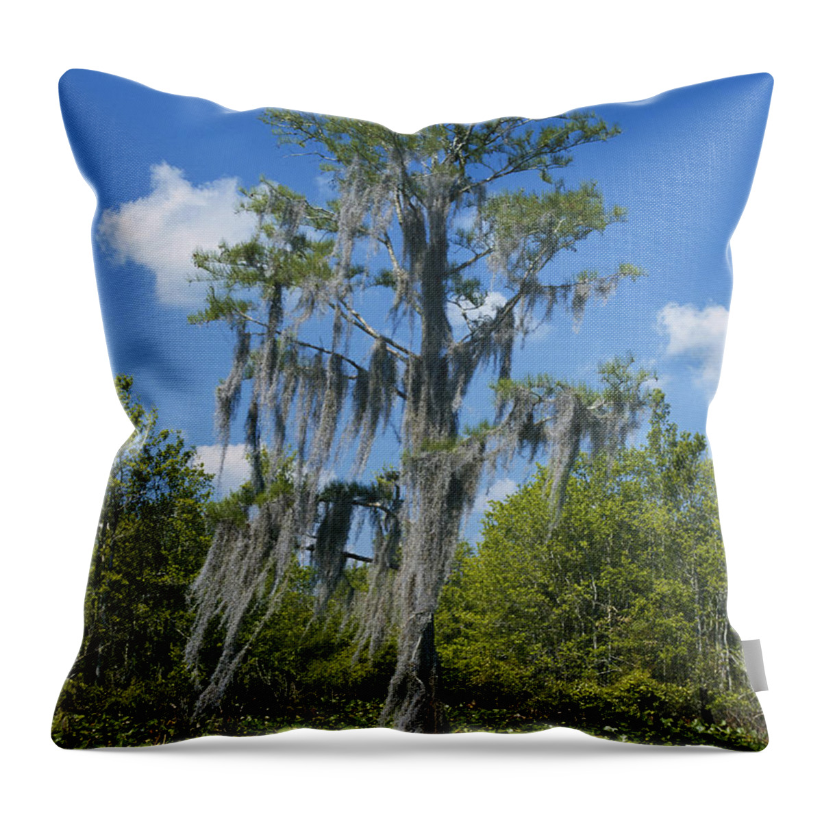 Air Plant Throw Pillow featuring the photograph Swamp Cypress In Okefenokee Nwr by C.r. Sharp