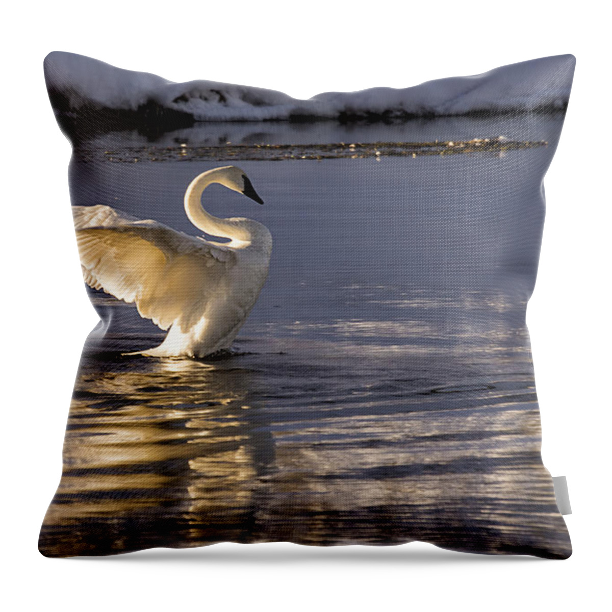 Trumpeter Swan Throw Pillow featuring the photograph Swan Song by Priscilla Burgers