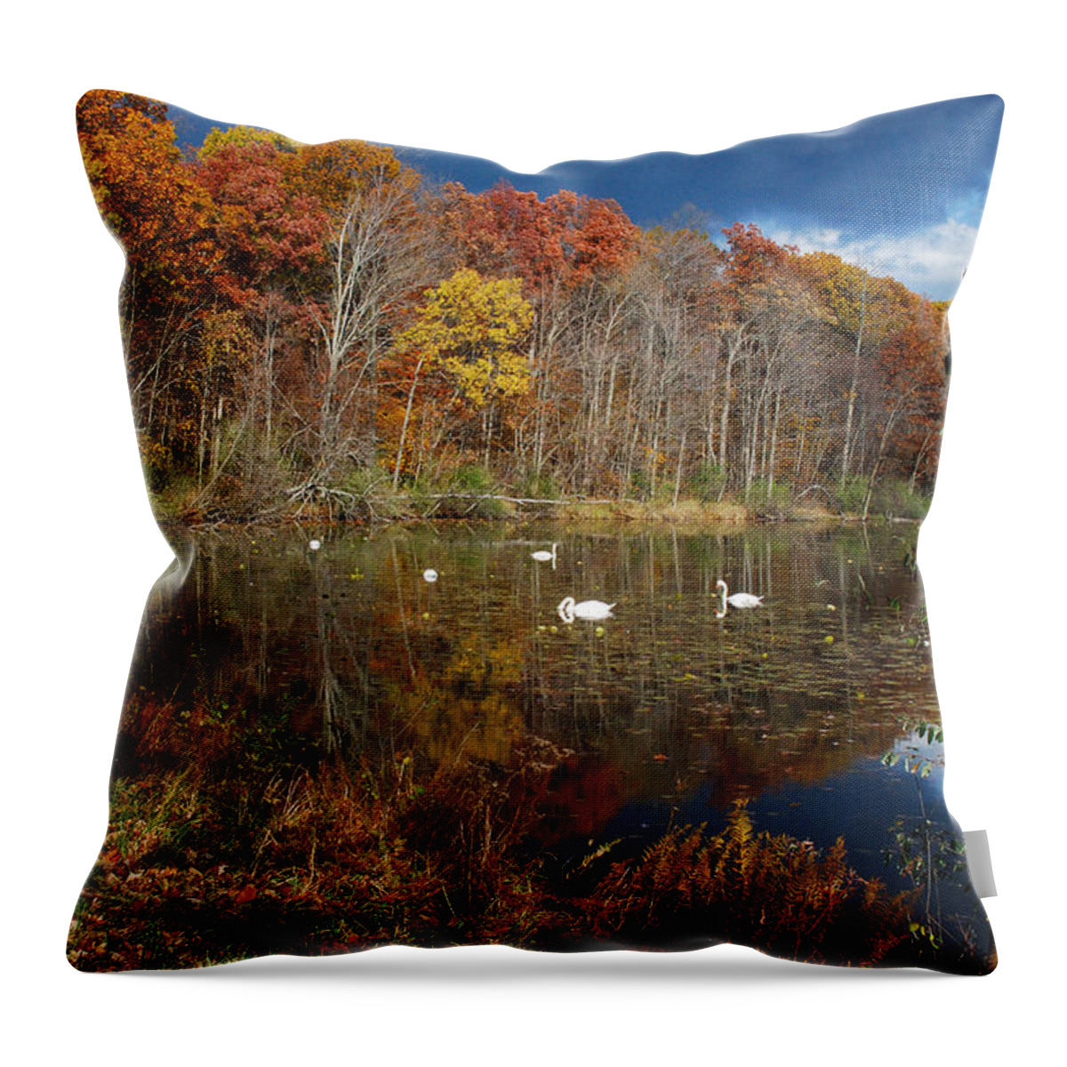 Autumn; Fall Colors; Swans; Lake; Michigan; Kensington Metro Park Throw Pillow featuring the photograph Swans Enjoying A Swim On A Beautiful Autumn Day by Janice Adomeit