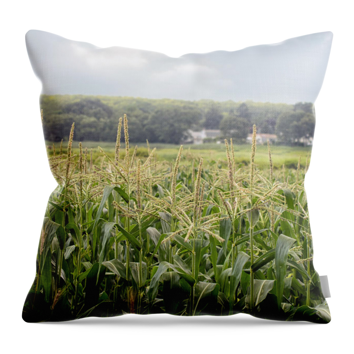 Maize Throw Pillow featuring the photograph Sweet corn grows on a Connecticut farm by Marianne Campolongo