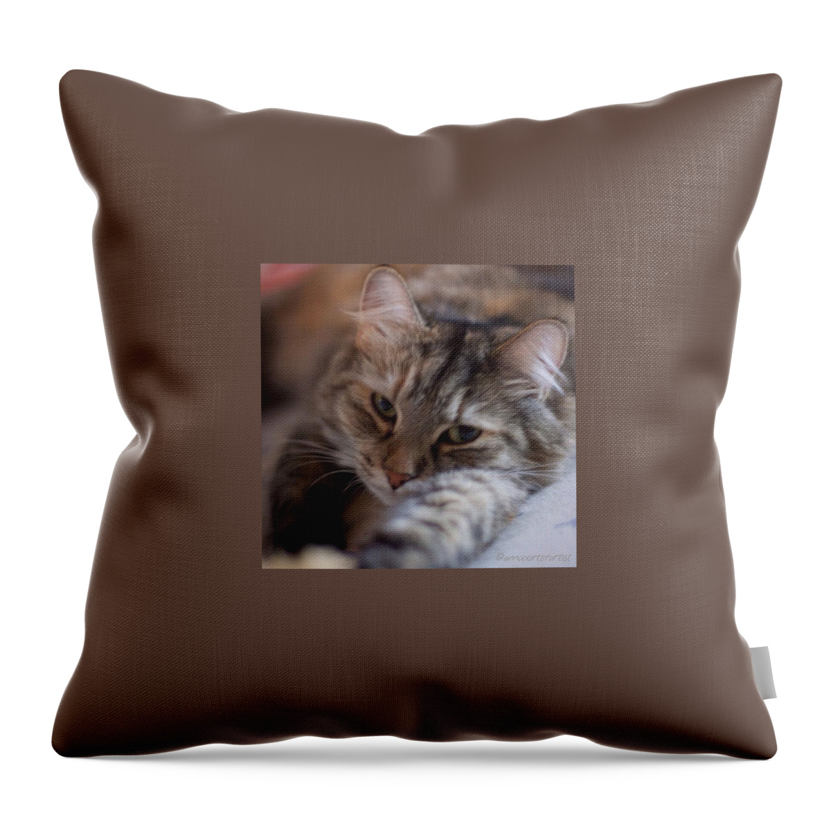 Petstagram Throw Pillow featuring the photograph Sweet Ellie, My Daughter's Cat. Canon by Anna Porter