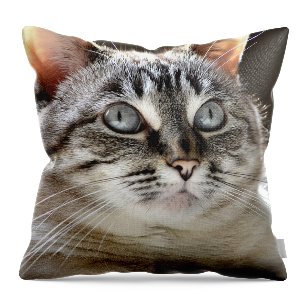 Cat Throw Pillow featuring the photograph Sweet Innocence by Deb Halloran