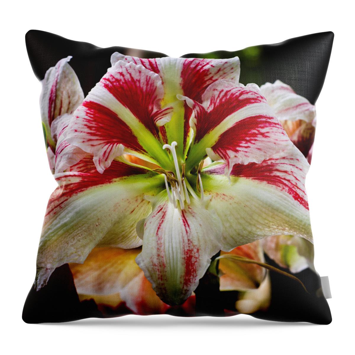 Amaryllis Throw Pillow featuring the photograph Sweet Like Candy by Christi Kraft
