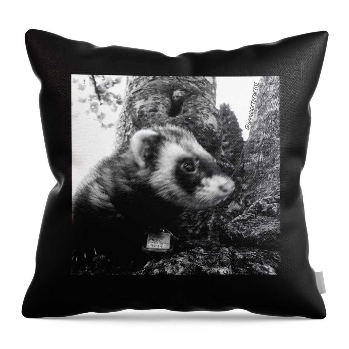 Sweet Little Nicky Chillin In A Tree Throw Pillow featuring the photograph Sweet Little Nicky Chillin in a Tree by Anna Porter