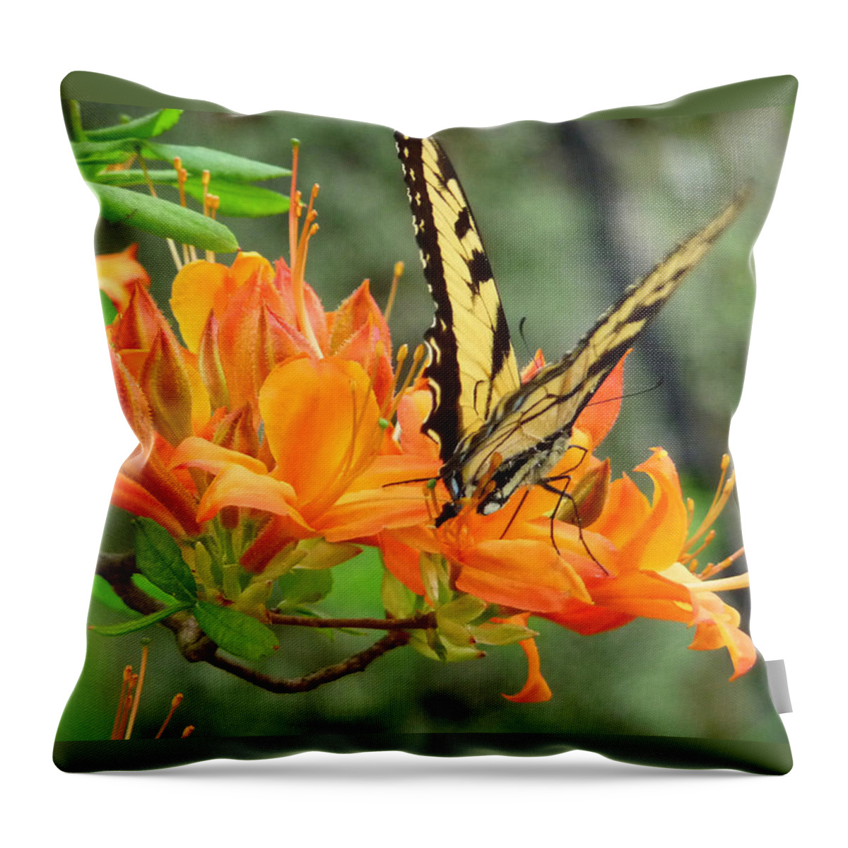Butterfly Throw Pillow featuring the photograph Sweet Spot by Jim Whalen