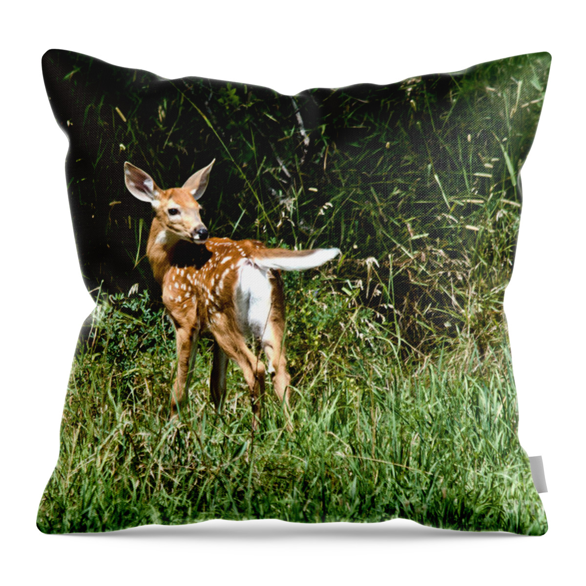 Deer Throw Pillow featuring the photograph Sweet Young Deer by Cheryl Baxter