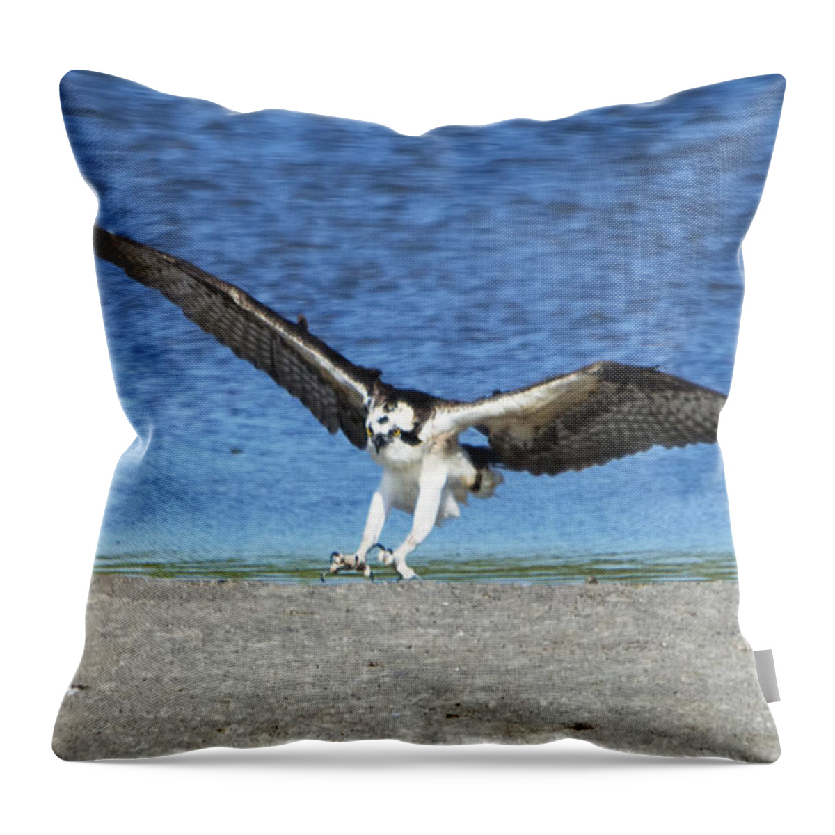Wildlife Throw Pillow featuring the photograph Swooping Osprey by Kenneth Albin