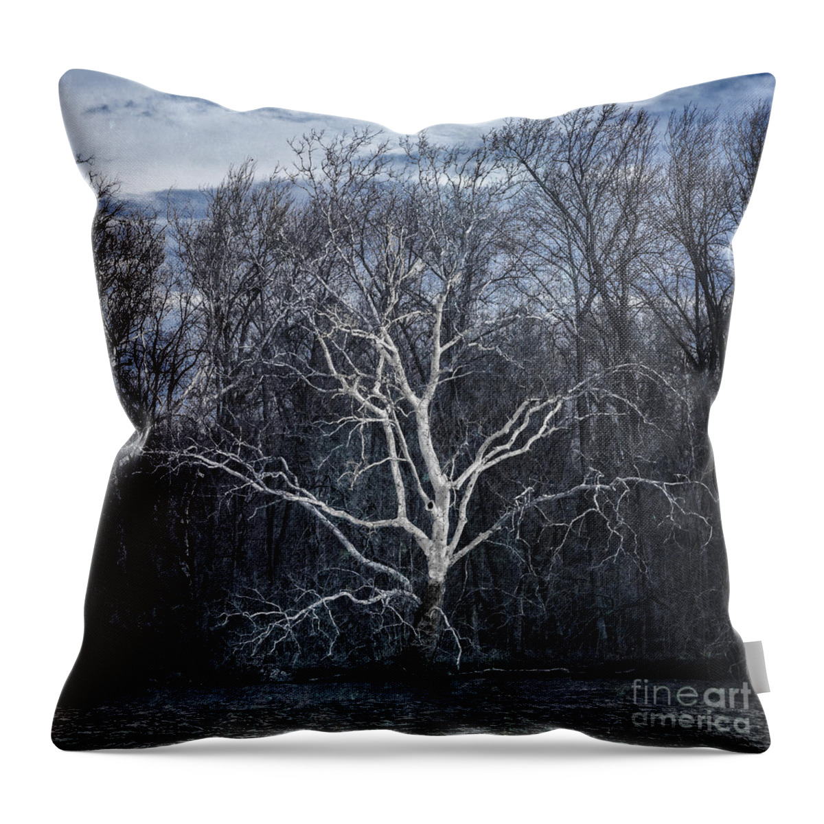 Sycamore Throw Pillow featuring the photograph Sycamore Dreamer by Terry Rowe