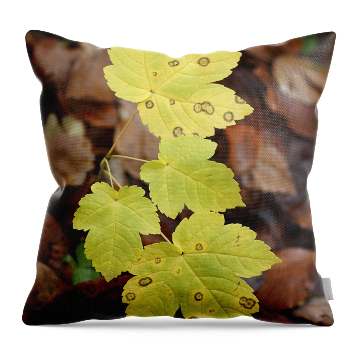 Feb0514 Throw Pillow featuring the photograph Sycamore Leaves Germany by Duncan Usher