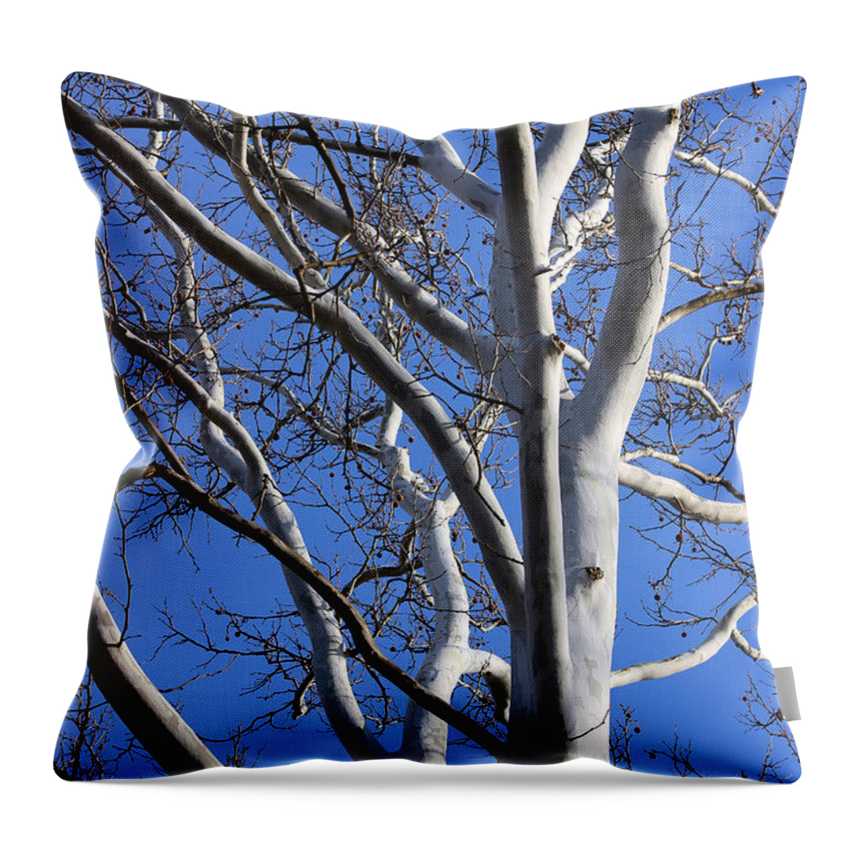 Sycamore Throw Pillow featuring the photograph Sycamore Tree with Blue Winter Sky by Karen Adams