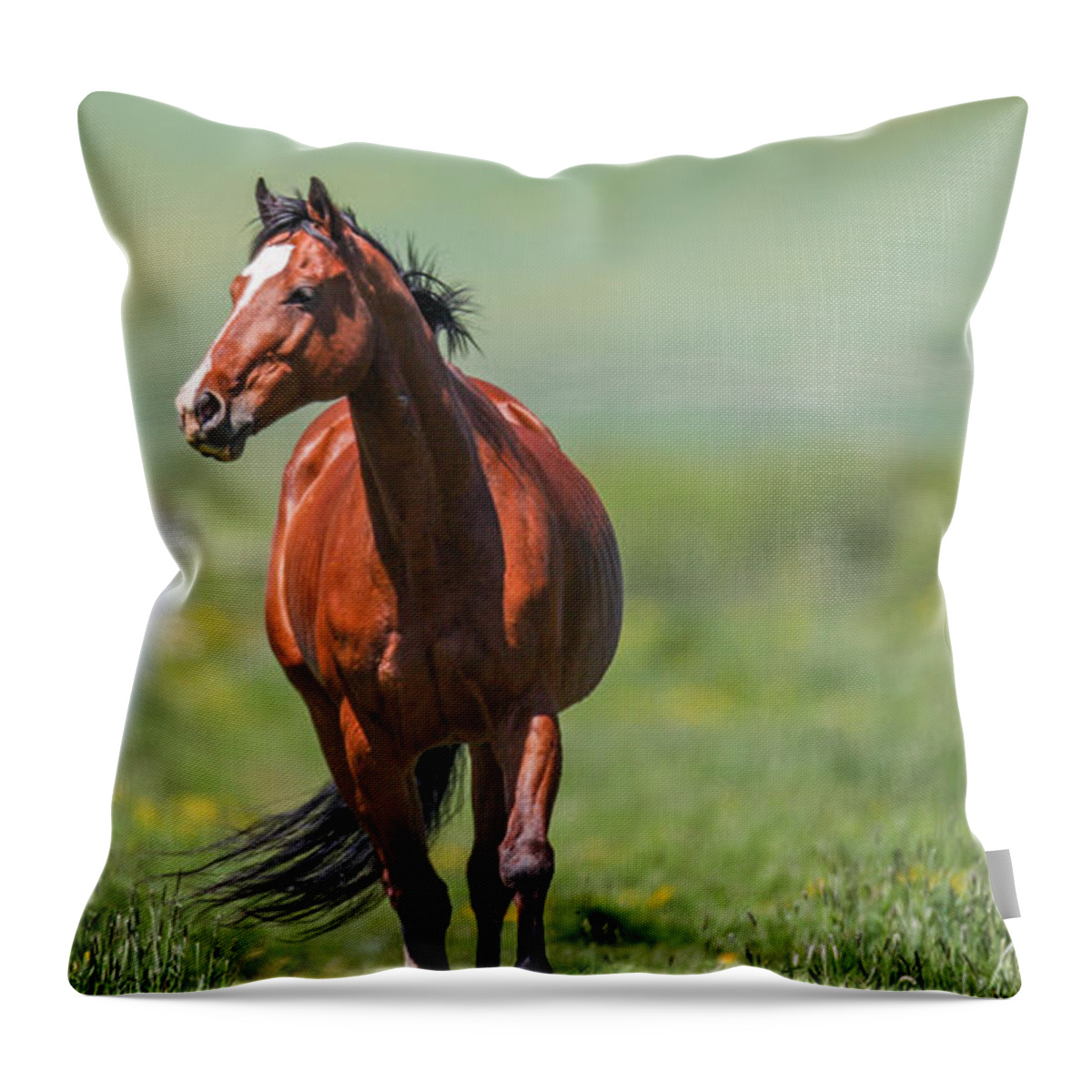 Horse Throw Pillow featuring the photograph Sydney Trot by Kevin Dietrich