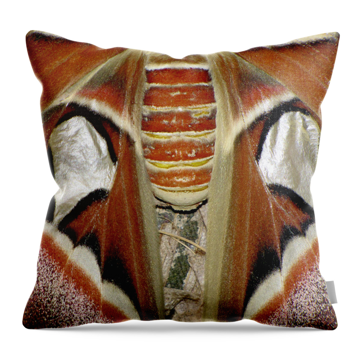 Moth Throw Pillow featuring the photograph Moth Symmetry by Bob Slitzan