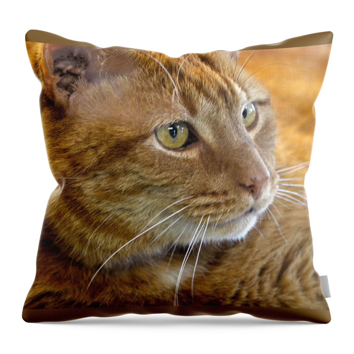 Cat Throw Pillow featuring the photograph Tabby Cat Portrait by Sandi OReilly