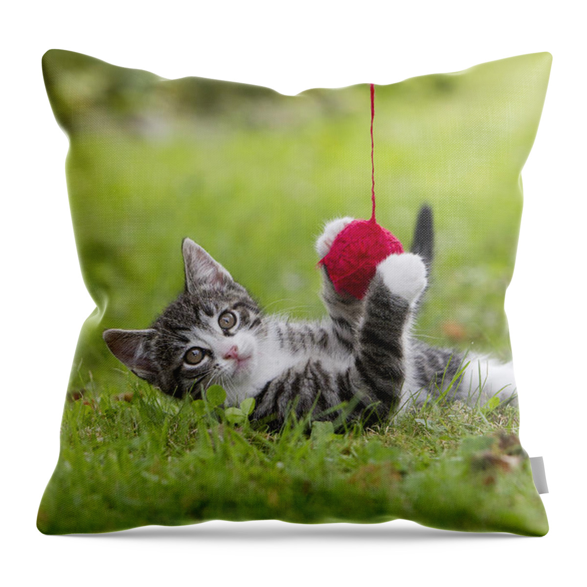 Feb0514 Throw Pillow featuring the photograph Tabby Kitten Playing With Ball Of Wool by Duncan Usher
