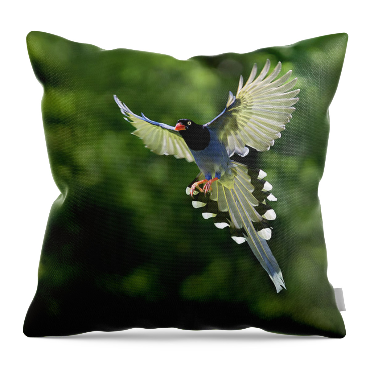 Magpie Throw Pillow featuring the photograph Taiwan Blue Magpie,bird, Family Corvidae by Fuyi