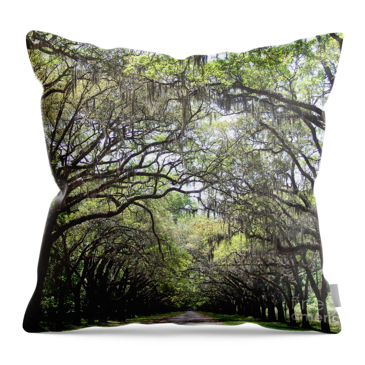 Tree Throw Pillow featuring the photograph Take me home by Andrea Anderegg