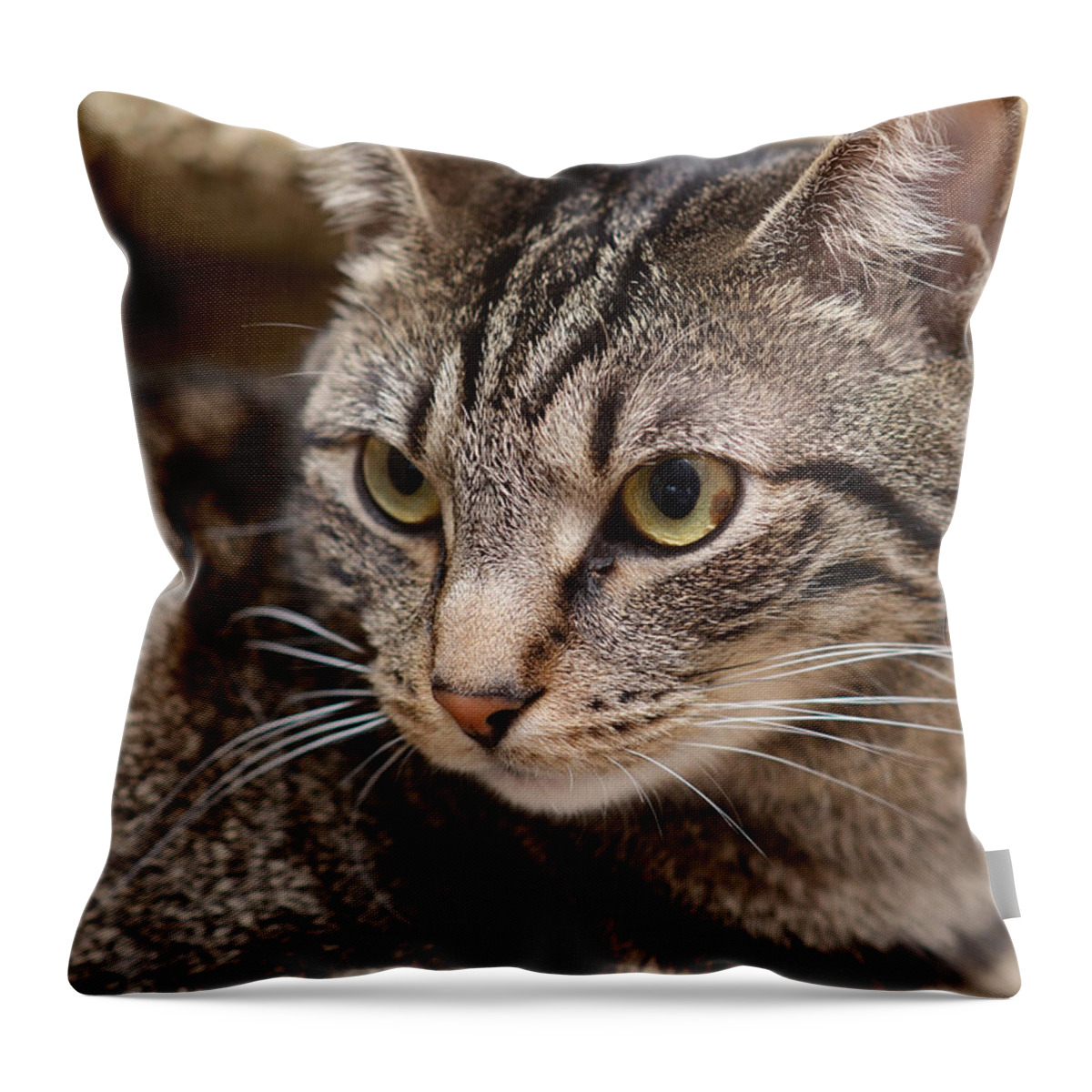 Cats Throw Pillow featuring the photograph Teddy by Lisa Phillips