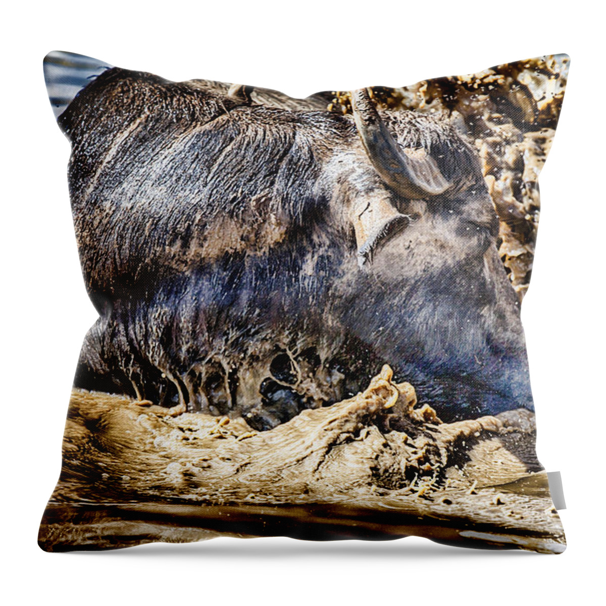 Water Buffalo Throw Pillow featuring the photograph Temper Tantrum by Douglas Barnard