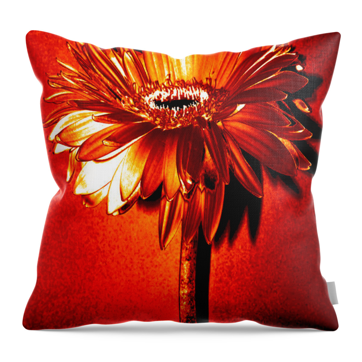 Original Photo Throw Pillow featuring the photograph Tequila Sunrise Zinnia by Sherry Allen