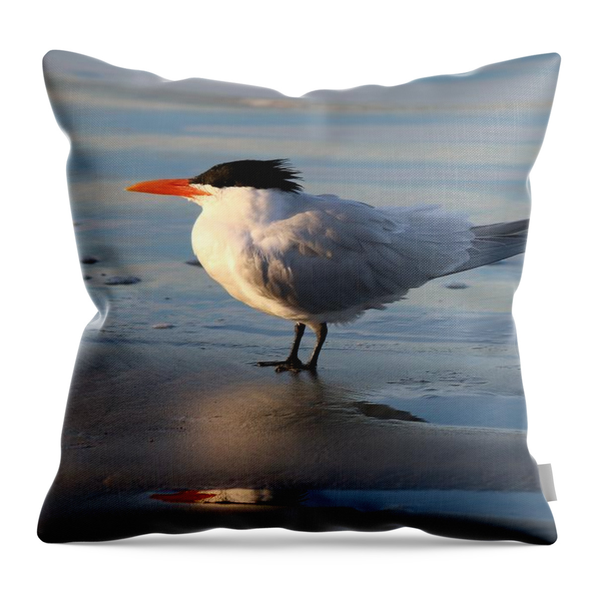 Tern Throw Pillow featuring the photograph Tern on the Beach by Christy Pooschke
