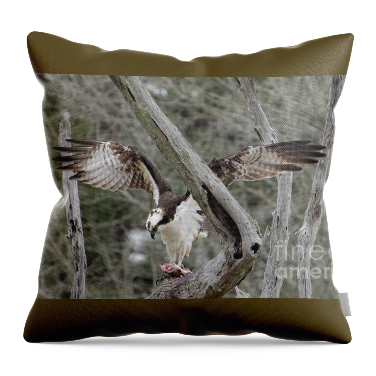 Bird Throw Pillow featuring the photograph Thank You Lord For This Food, Osprey by Donna Brown