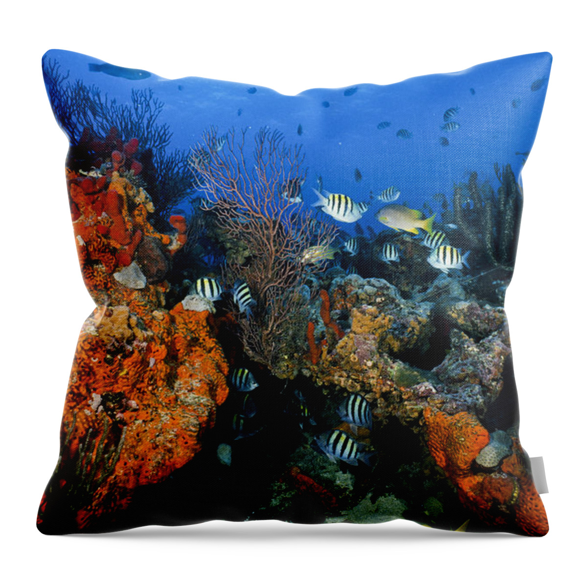Art Throw Pillow featuring the photograph The Active Reef by Sandra Edwards
