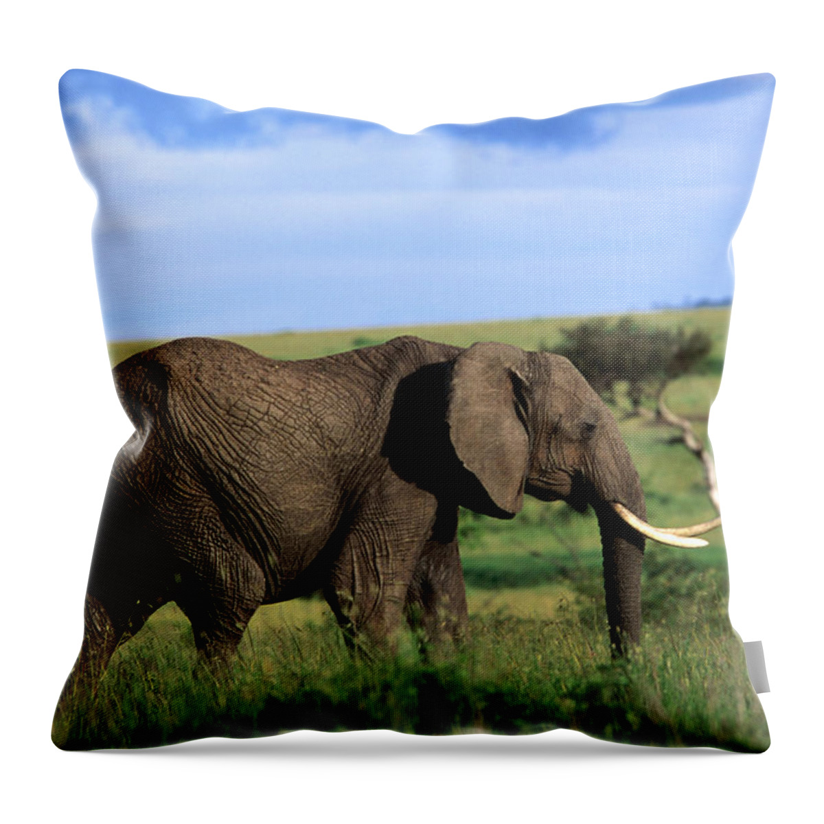 Kenya Throw Pillow featuring the photograph The African Elephant Loxodonta Africana by Anders Blomqvist