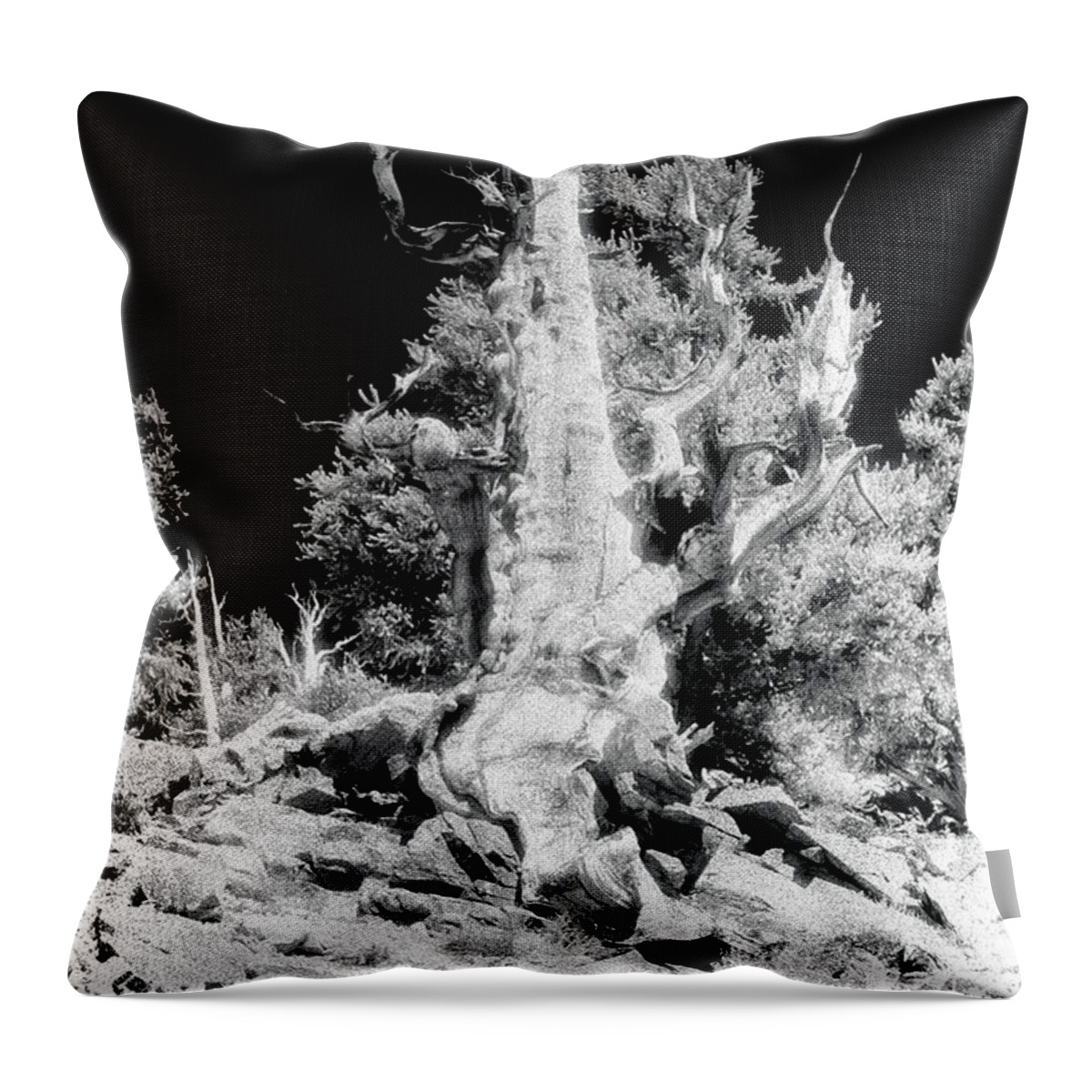 Bristlecone Throw Pillow featuring the photograph The Ancients - 1010 by Paul W Faust - Impressions of Light