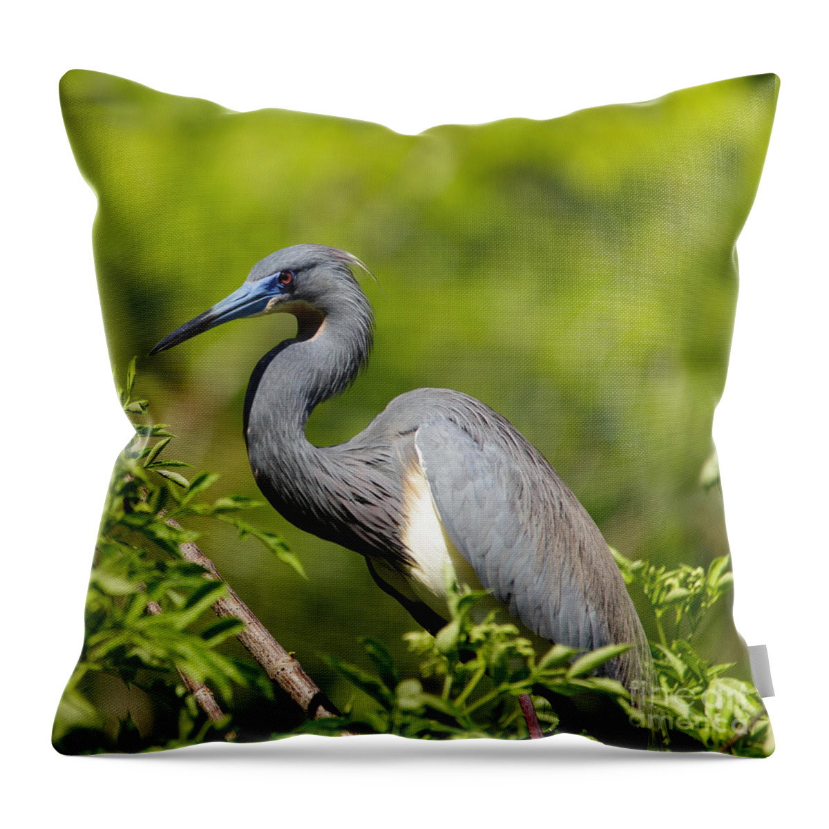 Tricolored Heron Throw Pillow featuring the photograph The Art of Focus by Mary Lou Chmura