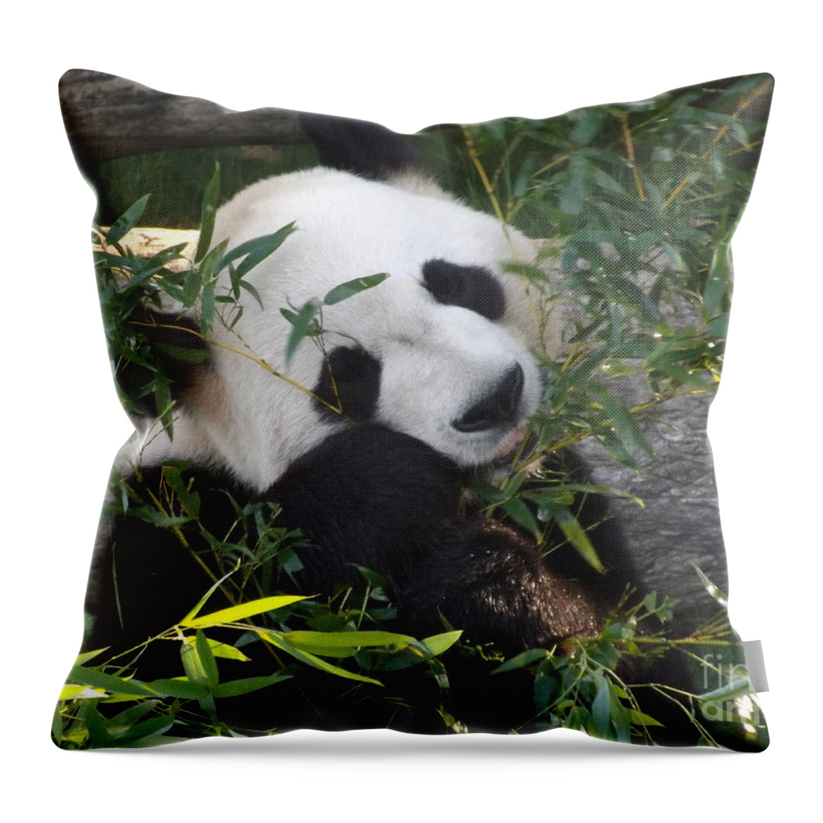 Nature Panda Wild White Fur Animal Black Bear Asia Giant Wildlife China Reserve Throw Pillow featuring the photograph The Art of Posing at Breakfast by Lingfai Leung