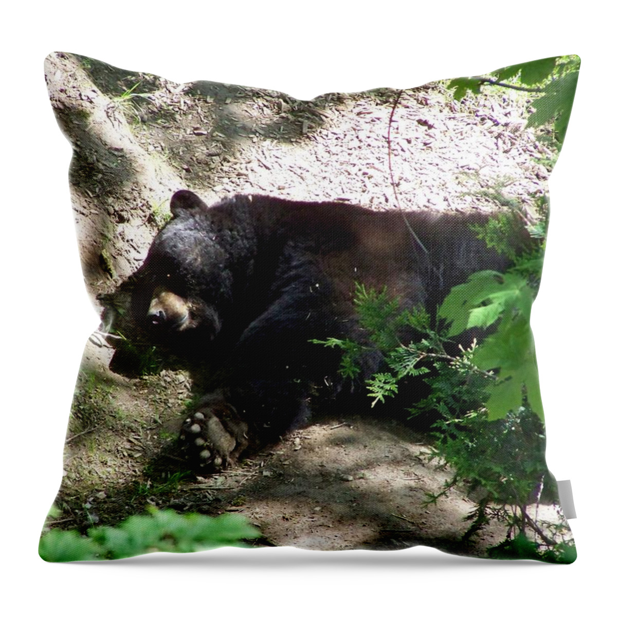 Black Bear Throw Pillow featuring the photograph The Bear 2 by Heather L Wright