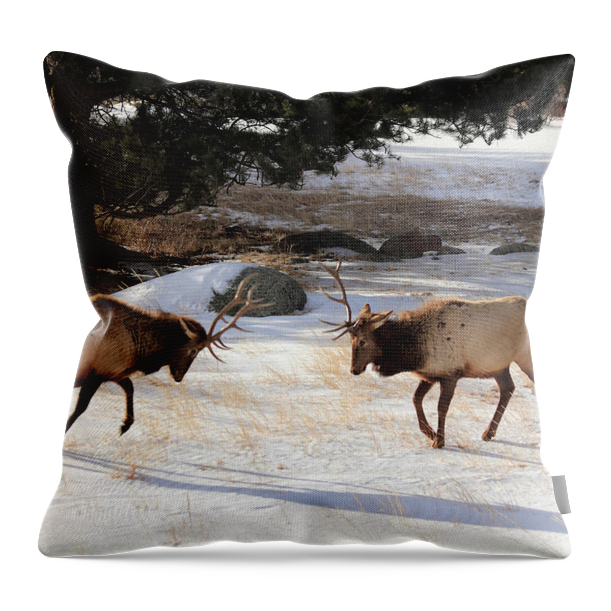 Elk Throw Pillow featuring the photograph The Charge by Shane Bechler