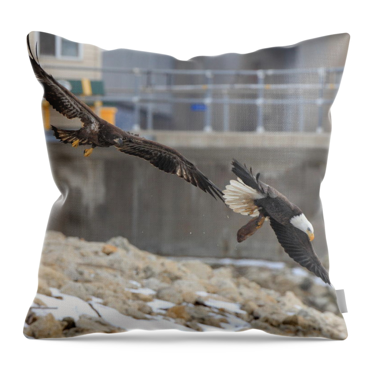 American Bald Eagle Throw Pillow featuring the photograph The Chase by Coby Cooper