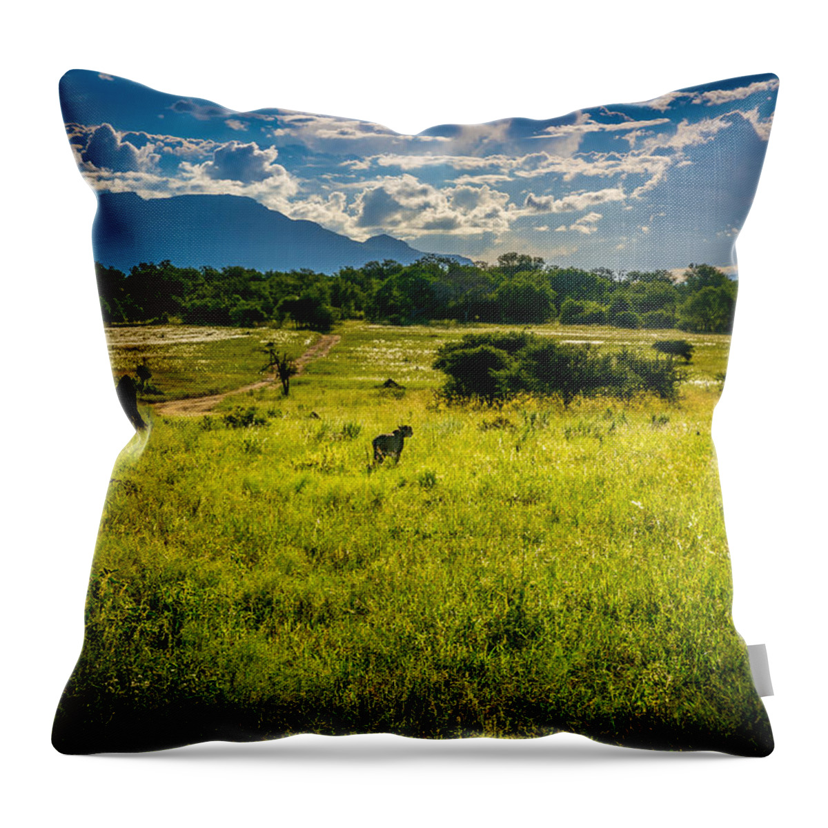 Cheetah Throw Pillow featuring the photograph The Cheetah by Andrew Matwijec